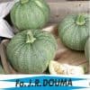 Courgette De Nice