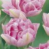 Tulp Peach Blossom