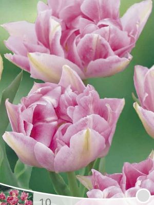 Tulp Peach Blossom
