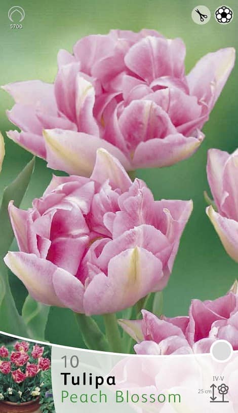 Tulp Peach Blossom