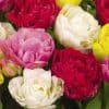 Tulp dubbel mix