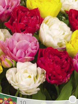 Tulp dubbel mix