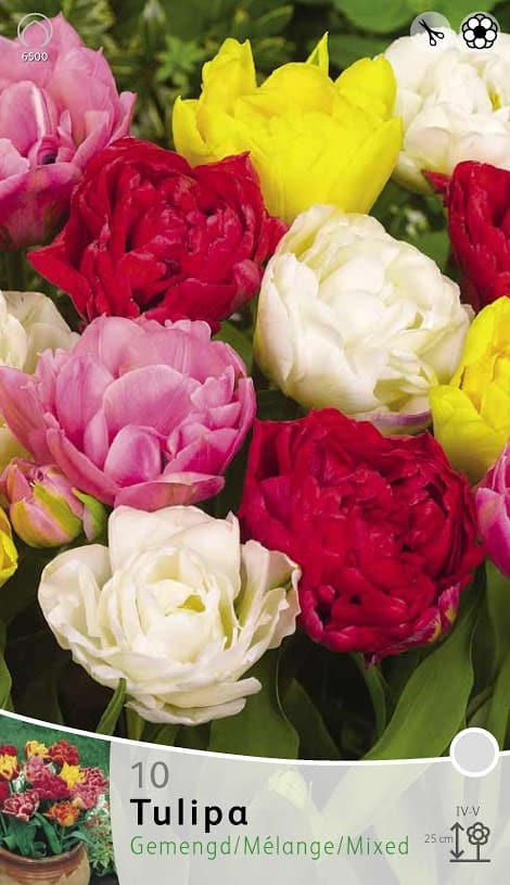 Tulp dubbel mix