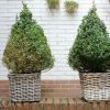 Pokon Buxus voeding 677 2 8