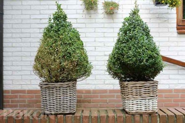 Pokon Buxus voeding 677 2 4