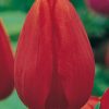 Tulp Cassini