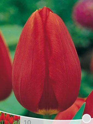 Tulp Cassini