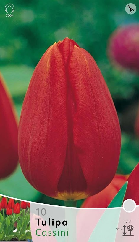 Tulp Cassini