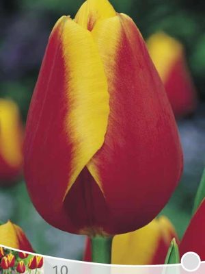 Tulp Kees Nelis