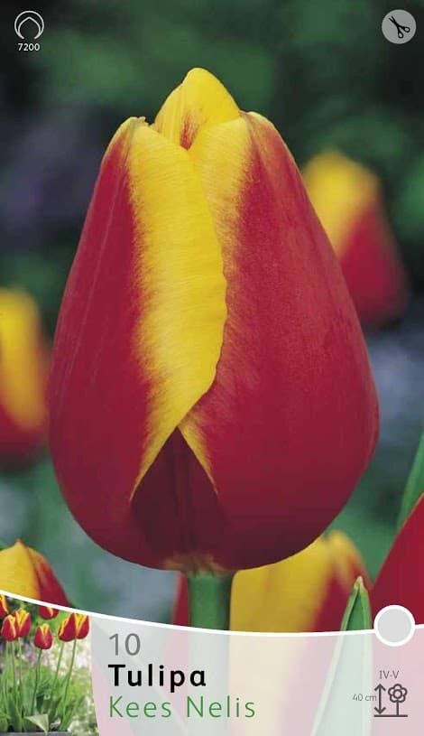 Tulp Kees Nelis 7200 1 1