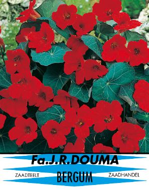 Tropaeolum Impress of India 75 1 2