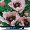 Papaver Orientale Coral Reef