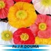 Papaver nudicaule