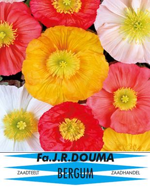 Papaver nudicaule