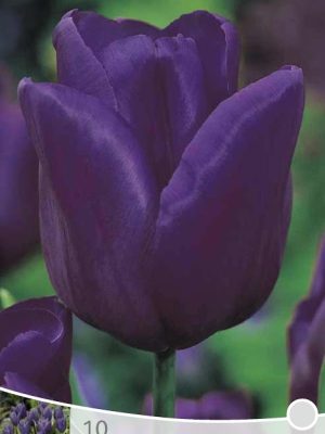 Tulp Passionale