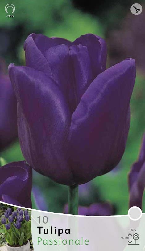 Tulp Passionale 7968 2 1