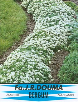 Alyssum Lobulariamaritima Snowcloth