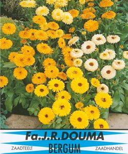 Ocimum basilicum