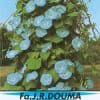 Ipomoea Purpurea Clark`s Blue