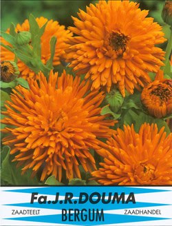 Calendula Off. Radio Orange 818 1