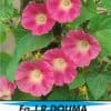 Ipomoea Tricolor rosÈ