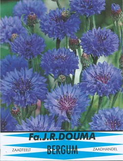 Korenbloem - Centauria Cyanus Blue Ball