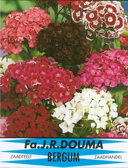 Dianthus Barbatus 828 1