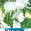 Lathyrus Wit