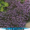 Lobelia compacta
