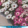 Mesembryanthemum
