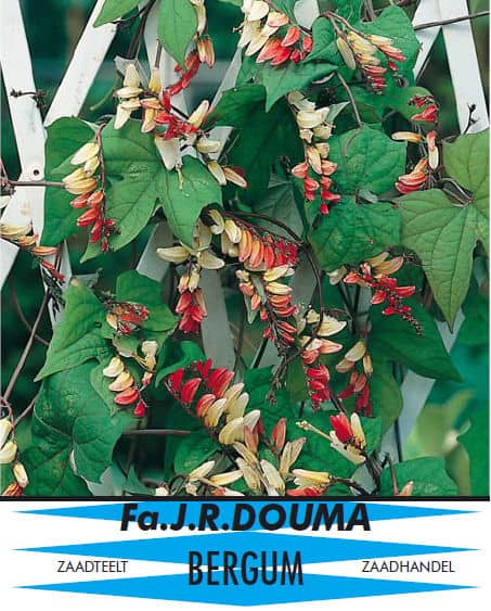 Mina Lobata