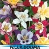 Akelei - Aquilegia, Mrs. Scott Elliot
