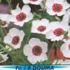 Linum. Bright Eyes