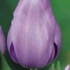 Tulp Violet Beauty
