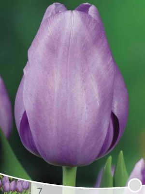 Tulp Violet Beauty