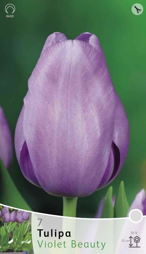 Tulp Violet Beauty