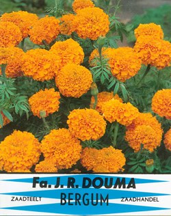 Tagetes erecta 861 1