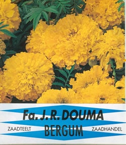 Tagetes Erecta Nana 862 1