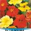 Tropaeolum