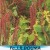 Kattenstaart - Amaranthus caudatus