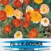 Papaver nudicaule