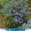 Myosotis Sylvatica Indigo Compacta