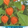 Lampionnetje - Physalis francheti
