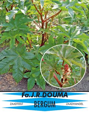 Ricinus Communis Zanzibariensis
