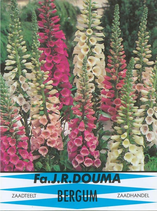 Vingerhoedskruid - Digitalis purpurea Alba 889 1