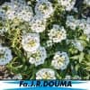 Alyssum Lobulariamaritima Snowcloth 8 1 4