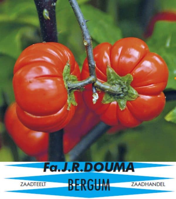 Solanum aethiopicum