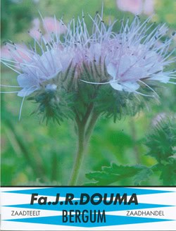 Phacelia 939 1