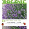 Lavendel