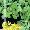 Sinapis alba
